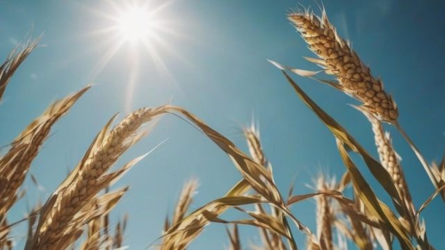 India’s wheat harvest faces climate threat as temperatures rise